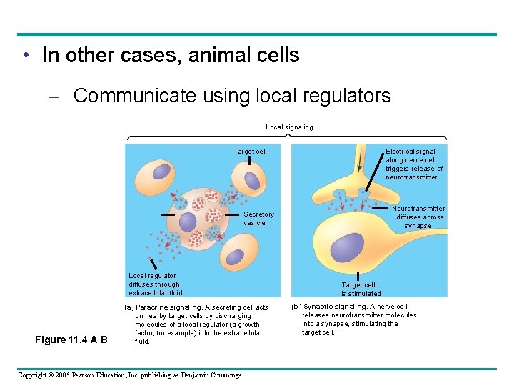  • In other cases, animal cells – Communicate using local regulators Local signaling