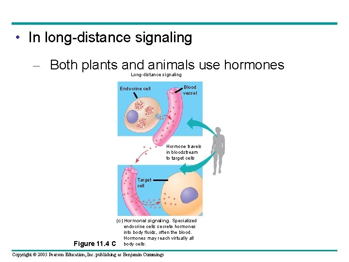  • In long-distance signaling – Both plants and animals use hormones Long-distance signaling
