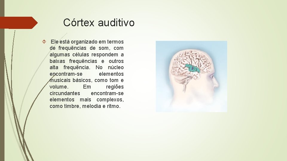 Córtex auditivo Ele está organizado em termos de frequências de som, com algumas células