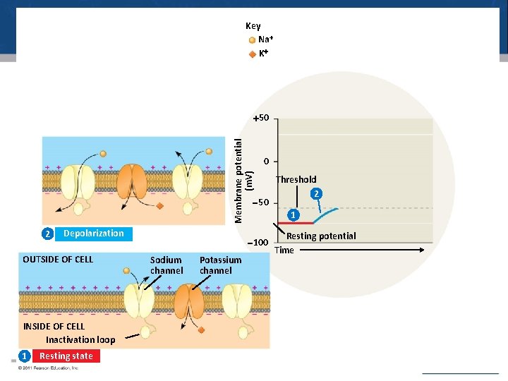 Key Na K Membrane potential (m. V) 50 0 50 2 Depolarization OUTSIDE OF