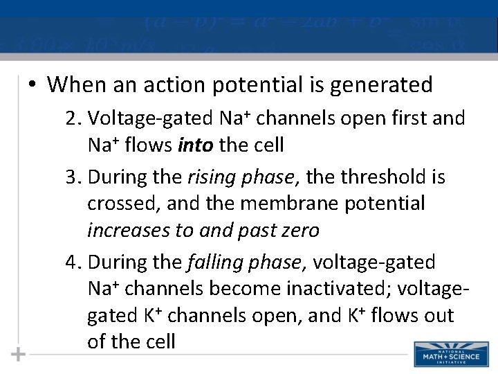  • When an action potential is generated 2. Voltage-gated Na+ channels open first