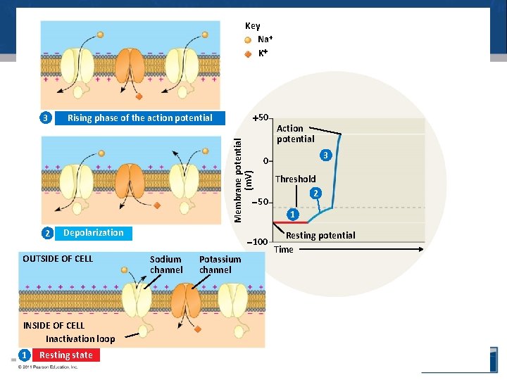 Key Na K 50 Rising phase of the action potential Membrane potential (m. V)