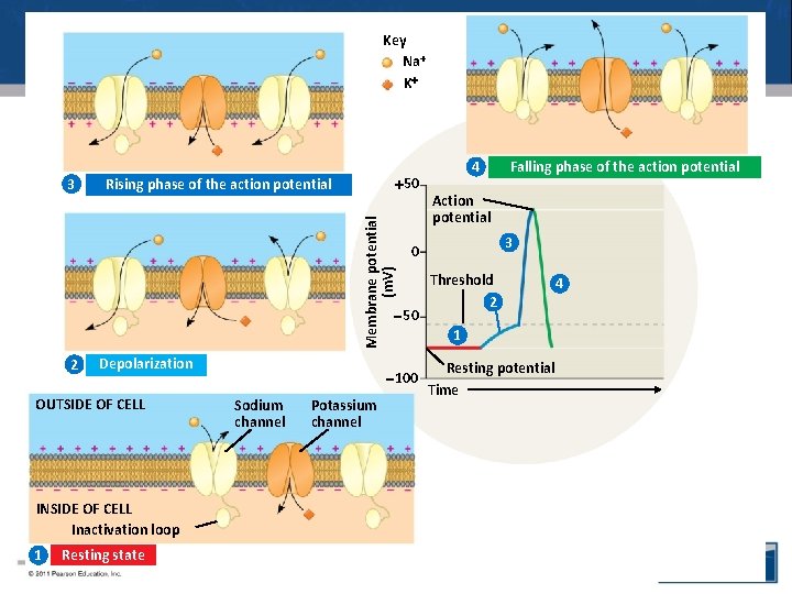 Key Na K 50 Rising phase of the action potential Membrane potential (m. V)