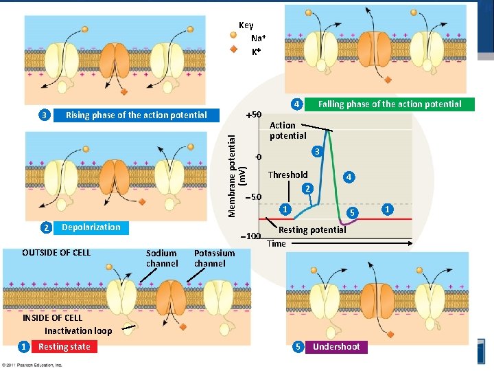 Key Na K 50 Rising phase of the action potential Membrane potential (m. V)