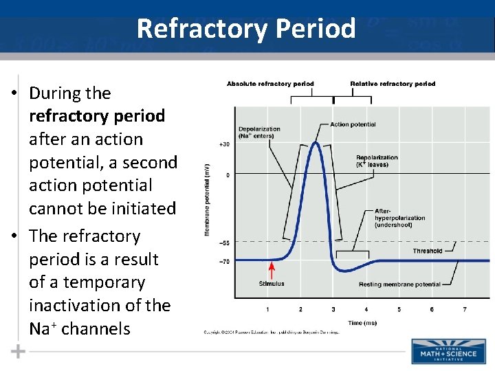 Refractory Period • During the refractory period after an action potential, a second action