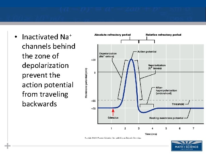  • Inactivated Na+ channels behind the zone of depolarization prevent the action potential