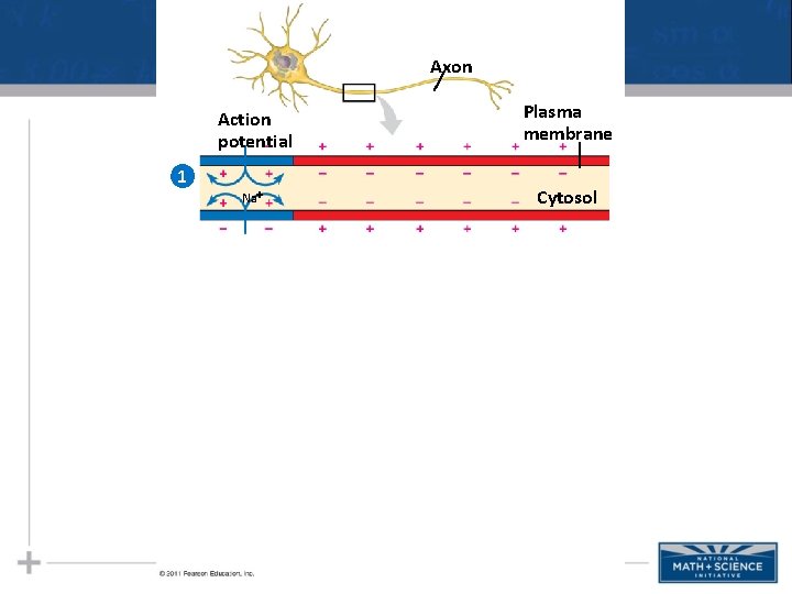 Axon Action potential 1 Na Plasma membrane Cytosol 