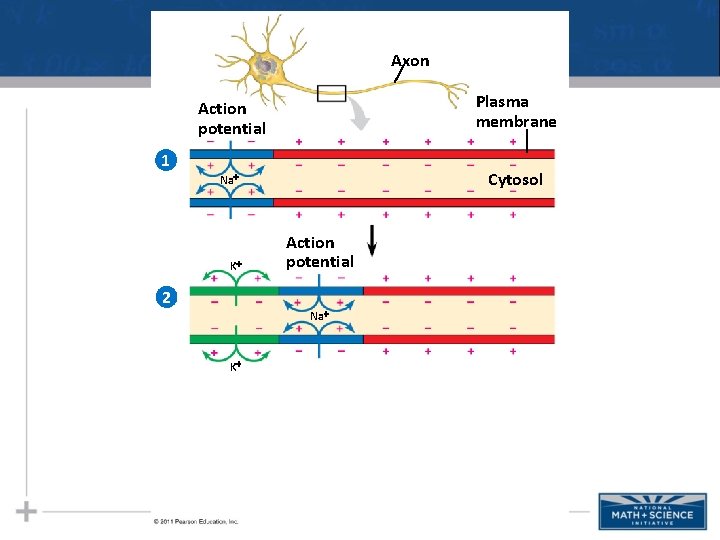 Axon Plasma membrane Action potential 1 Cytosol Na K 2 Action potential Na K