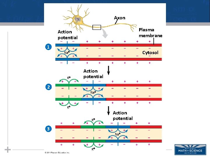 Axon Plasma membrane Action potential 1 Cytosol Na K 2 Action potential Na K