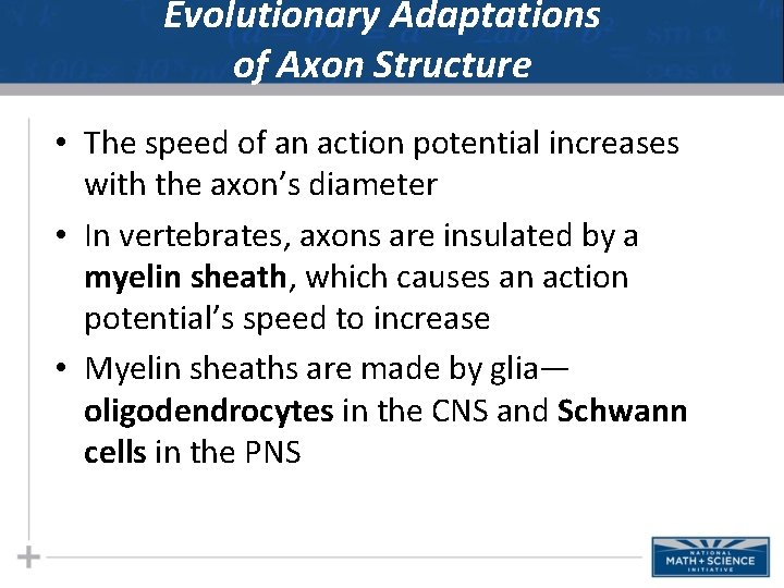 Evolutionary Adaptations of Axon Structure • The speed of an action potential increases with