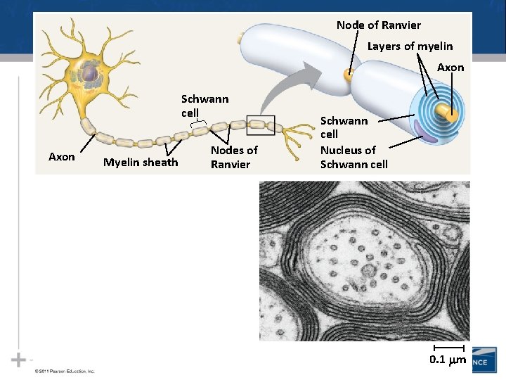 Node of Ranvier Layers of myelin Axon Schwann cell Axon Myelin sheath Nodes of