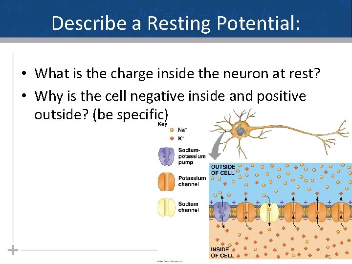 Describe a Resting Potential: • What is the charge inside the neuron at rest?