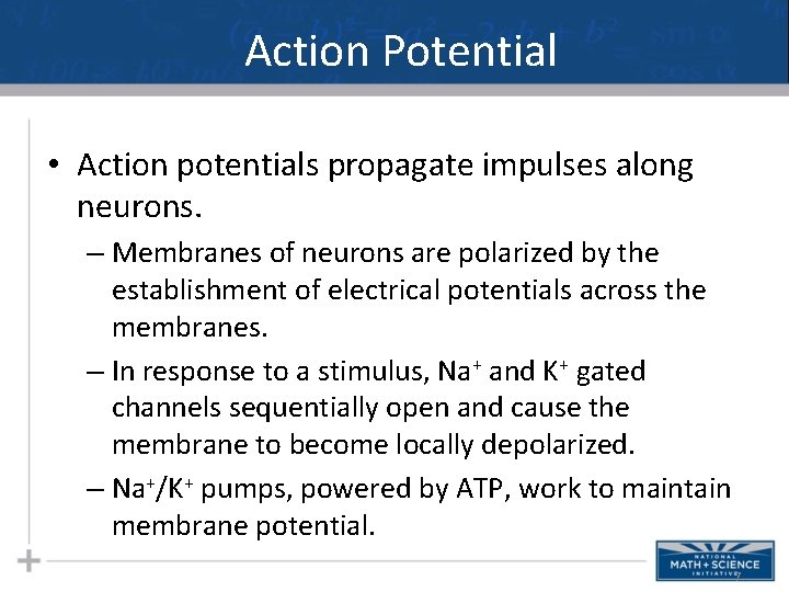 Action Potential • Action potentials propagate impulses along neurons. – Membranes of neurons are