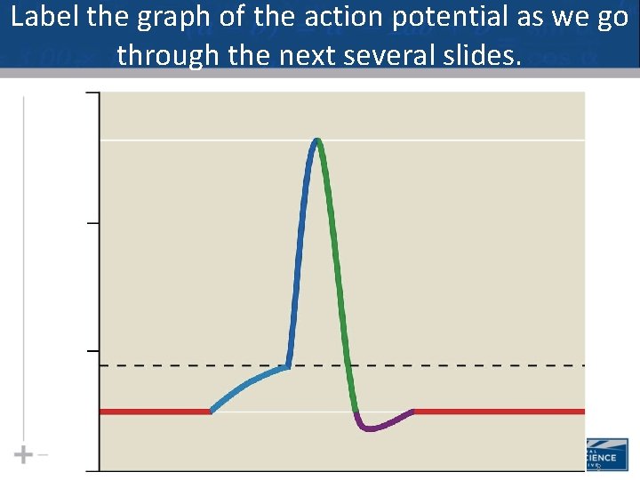 Label the graph of the action potential as we go through the next several