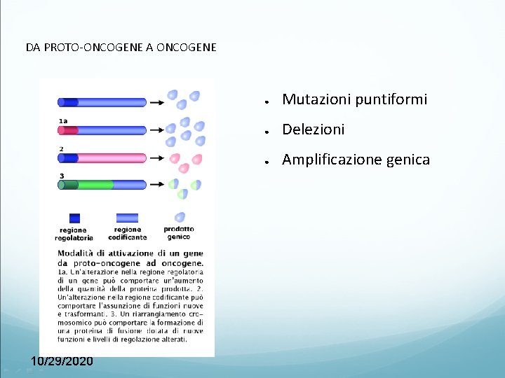 DA PROTO-ONCOGENE A ONCOGENE 10/29/2020 ● Mutazioni puntiformi ● Delezioni ● Amplificazione genica 