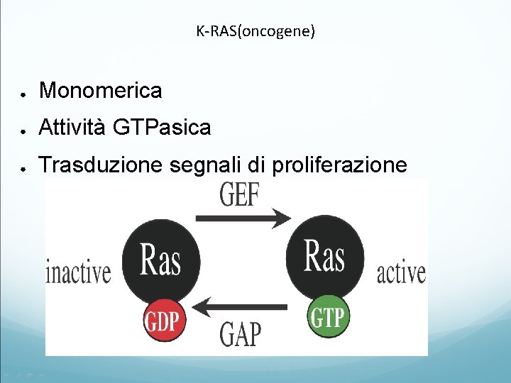K-RAS(oncogene) ● Monomerica ● Attività GTPasica ● Trasduzione segnali di proliferazione 