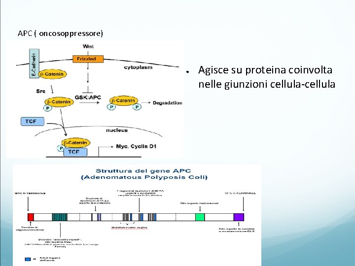 APC ( oncosoppressore) ● 10/29/2020 Agisce su proteina coinvolta nelle giunzioni cellula-cellula 