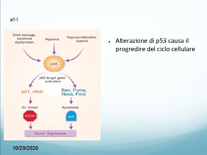 p 53 ● 10/29/2020 Alterazione di p 53 causa il progredire del ciclo cellulare