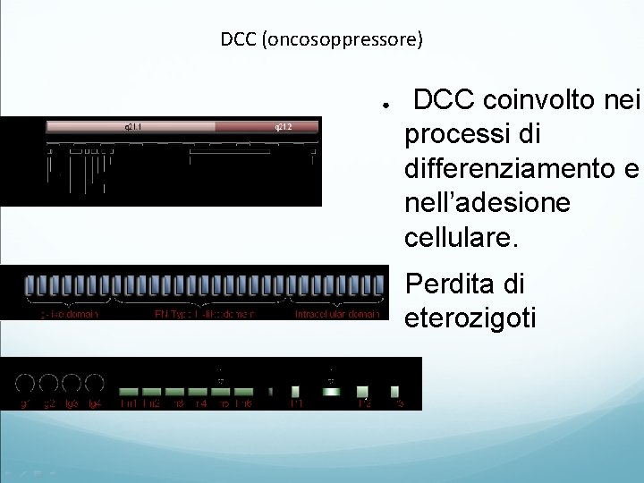 DCC (oncosoppressore) ● ● DCC coinvolto nei processi di differenziamento e nell’adesione cellulare. Perdita