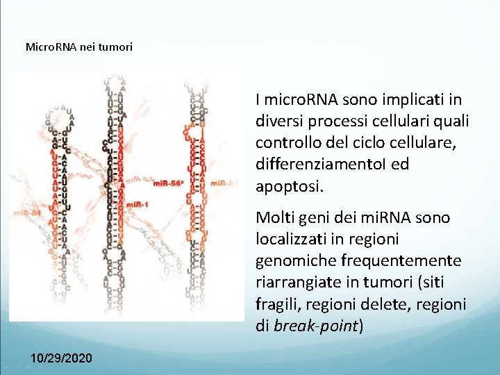 Micro. RNA nei tumori I micro. RNA sono implicati in diversi processi cellulari quali