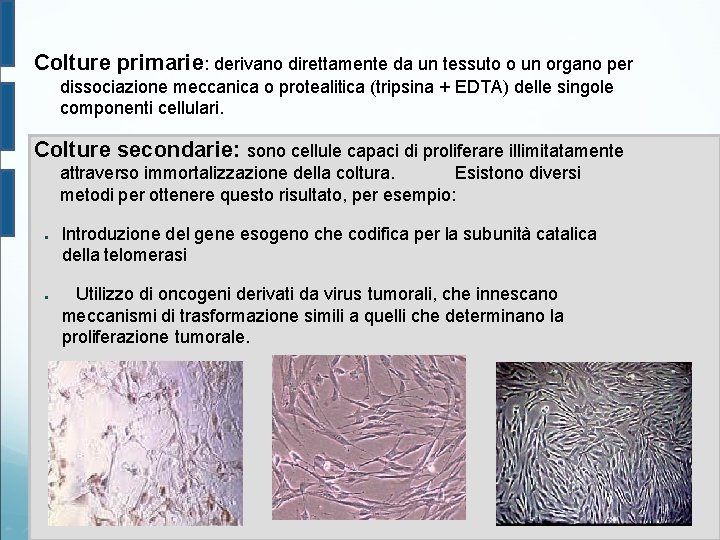 Colture primarie: derivano direttamente da un tessuto o un organo per dissociazione meccanica o