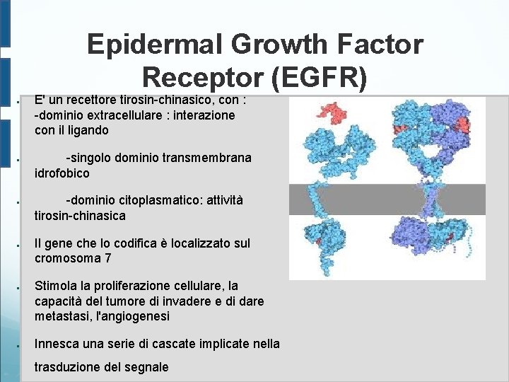 Epidermal Growth Factor Receptor (EGFR) ● ● ● E' un recettore tirosin-chinasico, con :