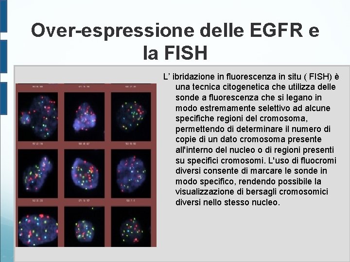 Over-espressione delle EGFR e la FISH L’ ibridazione in fluorescenza in situ ( FISH)