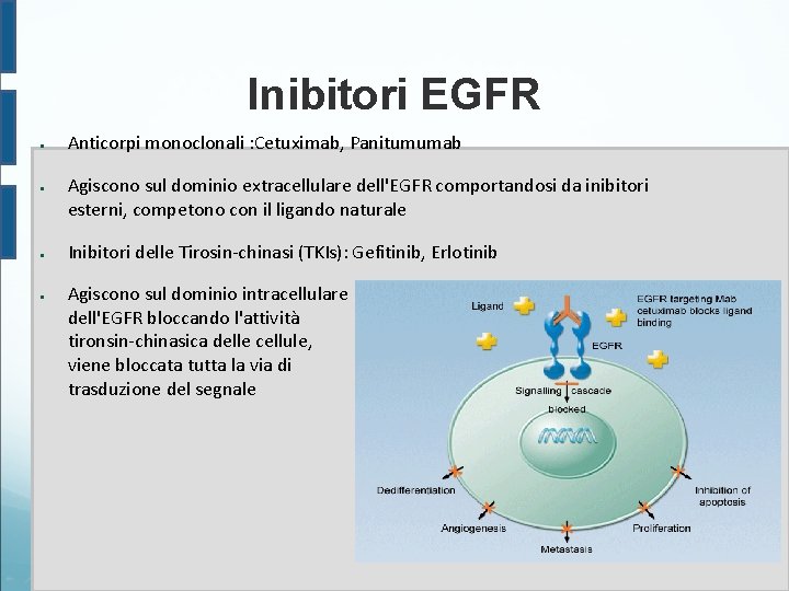 Inibitori EGFR ● ● Anticorpi monoclonali : Cetuximab, Panitumumab Agiscono sul dominio extracellulare dell'EGFR