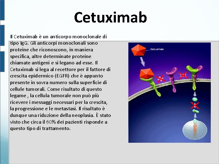 Cetuximab Il Cetuximab è un anticorpo monoclonale di tipo Ig. G. Gli anticorpi monoclonali