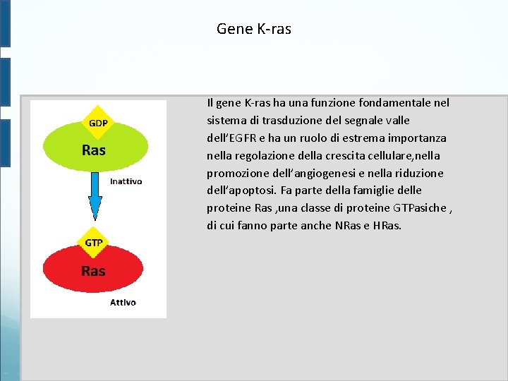 Gene K-ras Il gene K-ras ha una funzione fondamentale nel sistema di trasduzione del