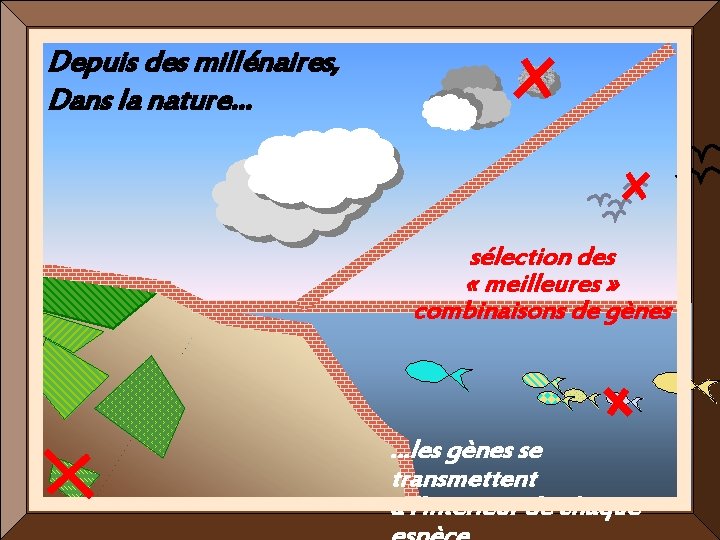 Depuis des millénaires, Dans la nature… sélection des « meilleures » combinaisons de gènes