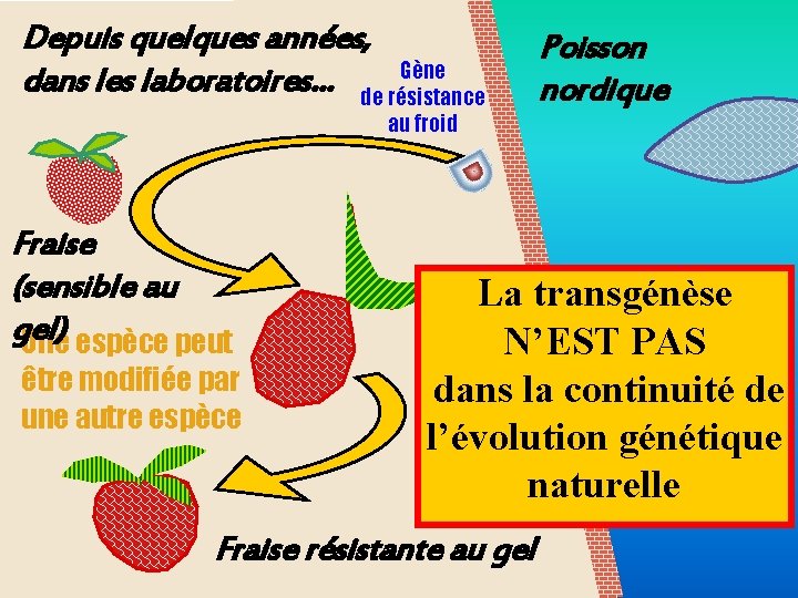 Depuis quelques années, Gène dans les laboratoires… de résistance au froid Fraise (sensible au