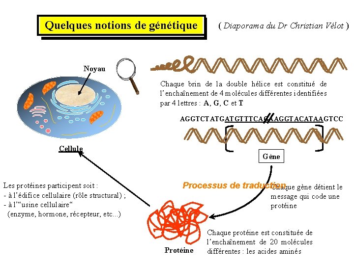 Quelques notions de génétique ( Diaporama du Dr Christian Vélot ) ADN Noyau Chaque