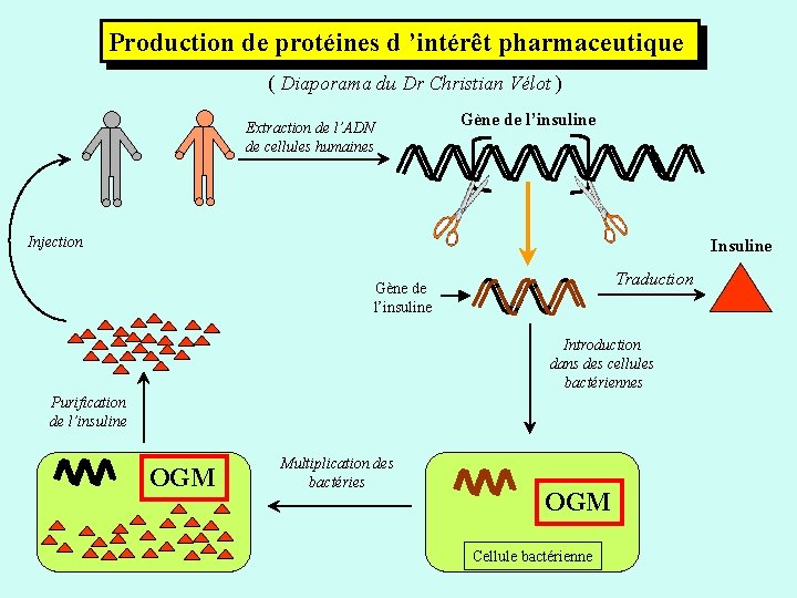Production de protéines d ’intérêt pharmaceutique ( Diaporama du Dr Christian Vélot ) Extraction