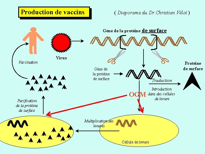 Production de vaccins ( Diaporama du Dr Christian Vélot ) Gène de la protéine