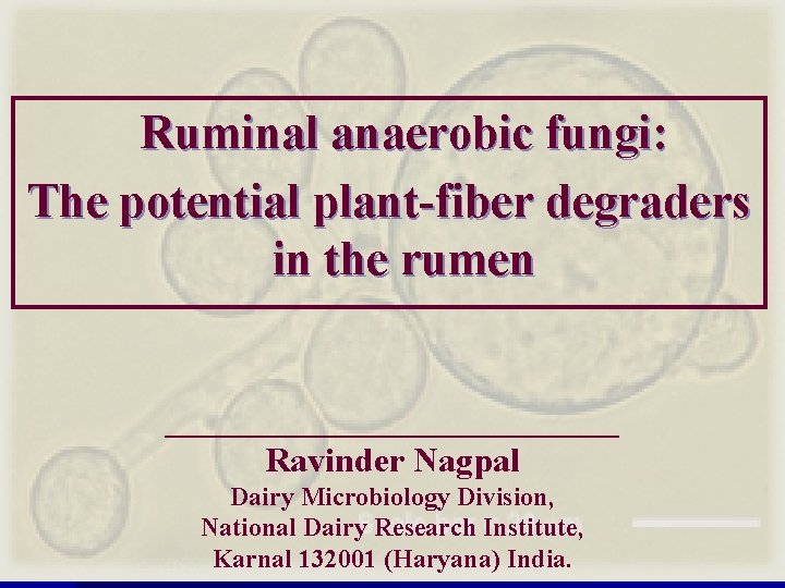 Ruminal anaerobic fungi: The potential plant-fiber degraders in the rumen _____________ Ravinder Nagpal Dairy