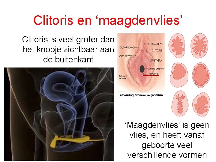 Clitoris en ‘maagdenvlies’ Clitoris is veel groter dan het knopje zichtbaar aan de buitenkant