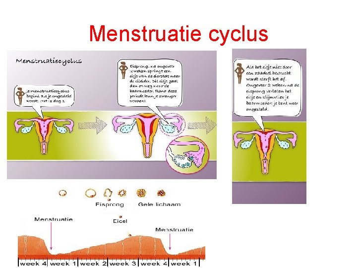 Menstruatie cyclus 