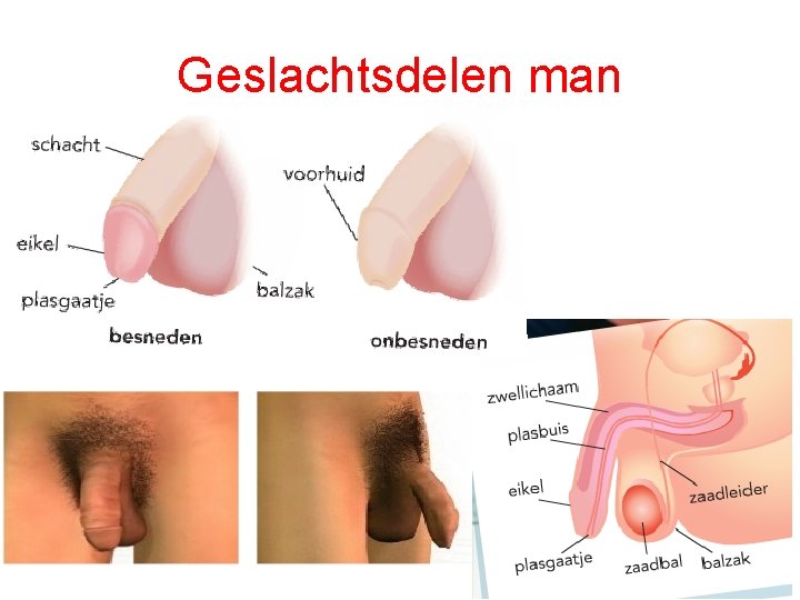 Geslachtsdelen man 