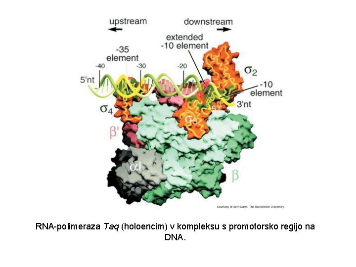 RNA-polimeraza Taq (holoencim) v kompleksu s promotorsko regijo na DNA. 