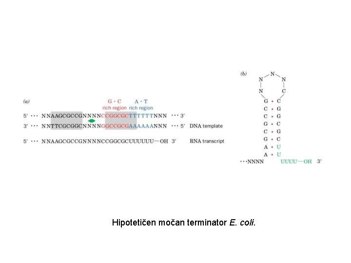 Hipotetičen močan terminator E. coli. 