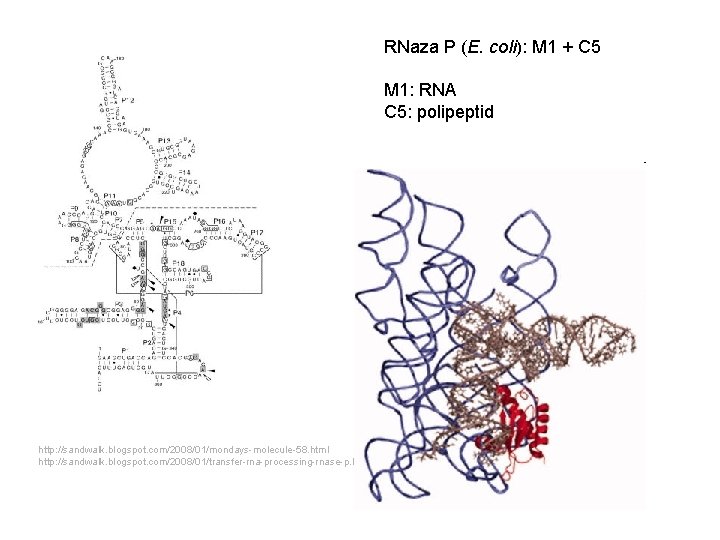 RNaza P (E. coli): M 1 + C 5 M 1: RNA C 5: