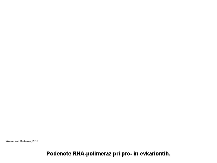 Podenote RNA-polimeraz pri pro- in evkariontih. 