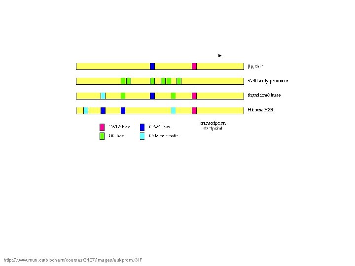 http: //www. mun. ca/biochem/courses/3107/images/eukprom. GIF 