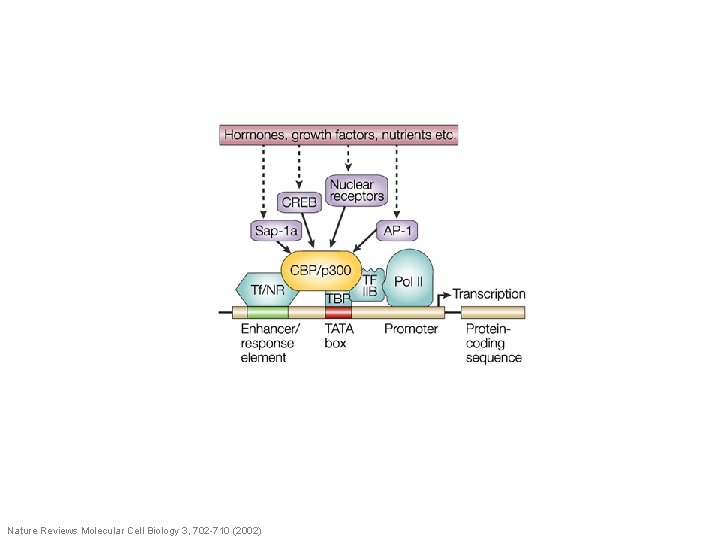 Nature Reviews Molecular Cell Biology 3, 702 -710 (2002) 
