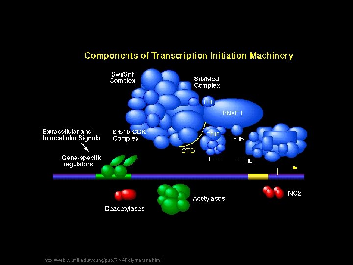 http: //web. wi. mit. edu/young/pub/RNAPolymerase. html 
