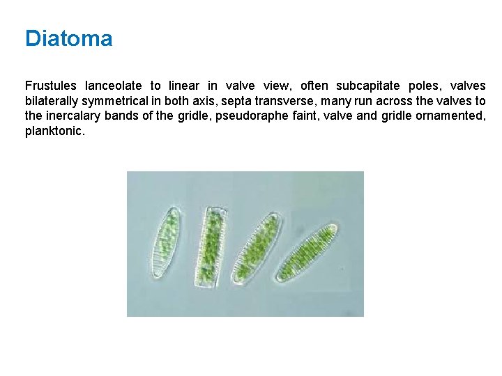Diatoma Frustules lanceolate to linear in valve view, often subcapitate poles, valves bilaterally symmetrical