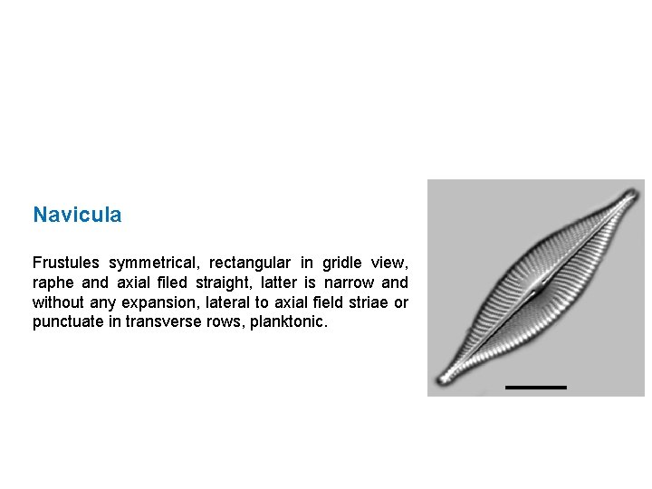 Navicula Frustules symmetrical, rectangular in gridle view, raphe and axial filed straight, latter is