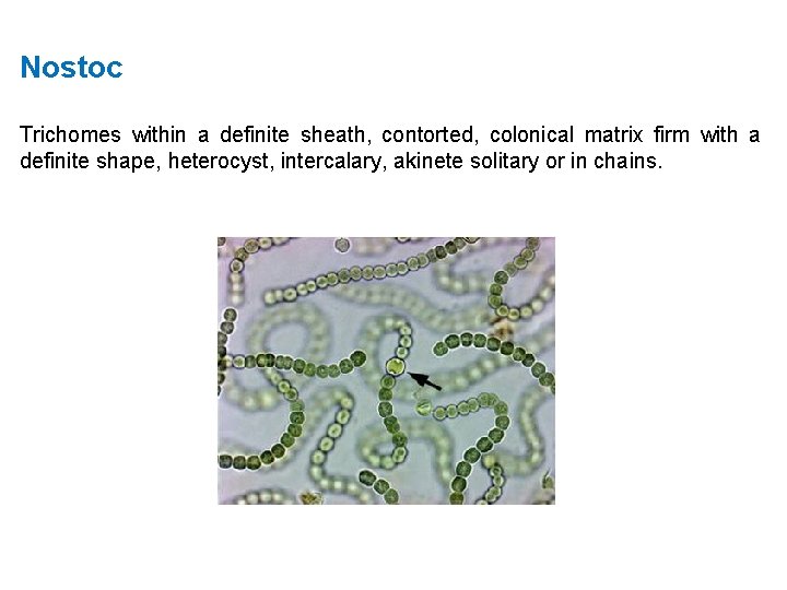 Nostoc Trichomes within a definite sheath, contorted, colonical matrix firm with a definite shape,