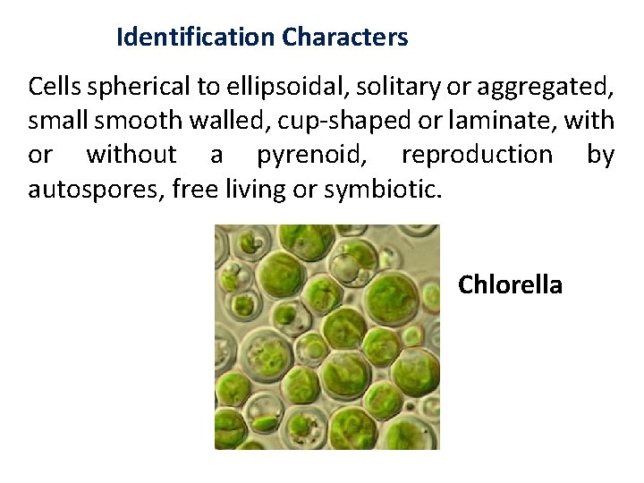 Identification Characters Cells spherical to ellipsoidal, solitary or aggregated, small smooth walled, cup-shaped or Identification Characters Cells spherical to ellipsoidal, solitary or aggregated, small smooth walled, cup-shaped or